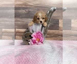 Cavapom Puppy for sale in CUMBERLAND, OH, USA