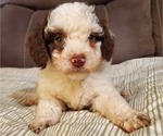 Small #3 Bernedoodle (Miniature)