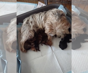 Silkshire Terrier Puppy for sale in AKRON, OH, USA