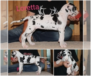Great Dane Puppy for sale in ULMAN, MO, USA