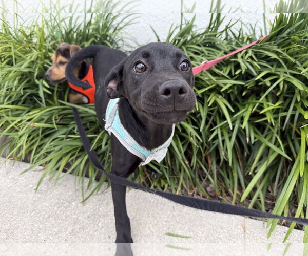 Medium Photo #3 Labrador Retriever-Unknown Mix Puppy For Sale in Sanford, FL, USA