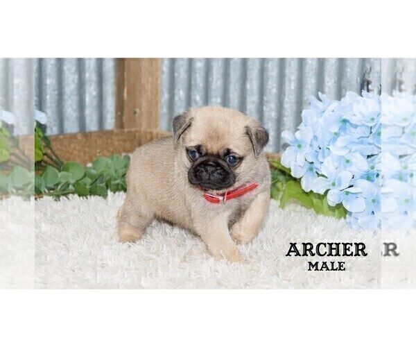 Medium Photo #3 Pug Puppy For Sale in CLARE, MI, USA