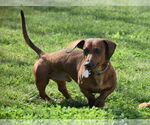 Small #6 Dachshund