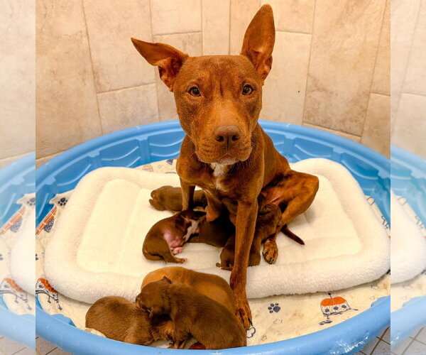 Medium Photo #16 Mutt Puppy For Sale in Holly Springs, NC, USA