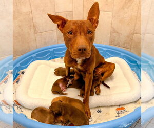 Day Day - Female Mutt Dog for Adoption - Photo #16
