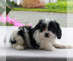 Small Photo #4 Cavalier King Charles Spaniel-Poodle (Toy) Mix Puppy For Sale in COCHRANVILLE, PA, USA