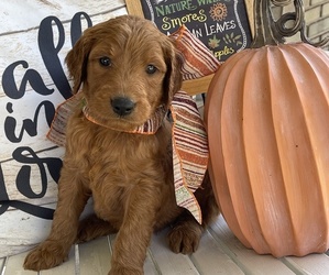 Goldendoodle Puppy for Sale in CENTRAL CITY, Kentucky USA