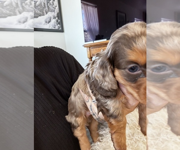 Medium Photo #2 Dachshund Puppy For Sale in COLLBRAN, CO, USA