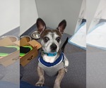 Louis - Male Chihuahua-Unknown Mix Dog for Adoption - Small photo