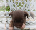 Small #9 Chihuahua