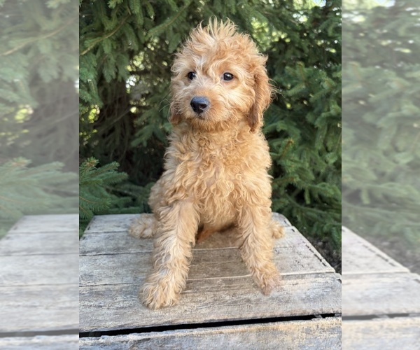 Medium Photo #4 Goldendoodle mix (+ Poodle Miniature) Puppy For Sale in MIDDLEBURY, IN, USA