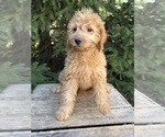Small #3 Goldendoodle mix (+ Poodle Miniature)