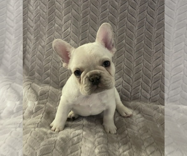 Medium Photo #5 French Bulldog Puppy For Sale in SHERWOOD, AR, USA
