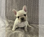 Small #4 French Bulldog