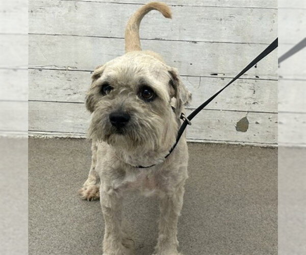 Medium Photo #1 Mutt Puppy For Sale in San Bernardino, CA, USA