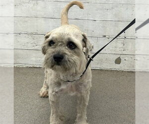 Mutt Dogs for adoption in San Bernardino, CA, USA