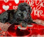 Small Photo #1 Black Russian Terrier Puppy For Sale in CHARLESTON, WV, USA