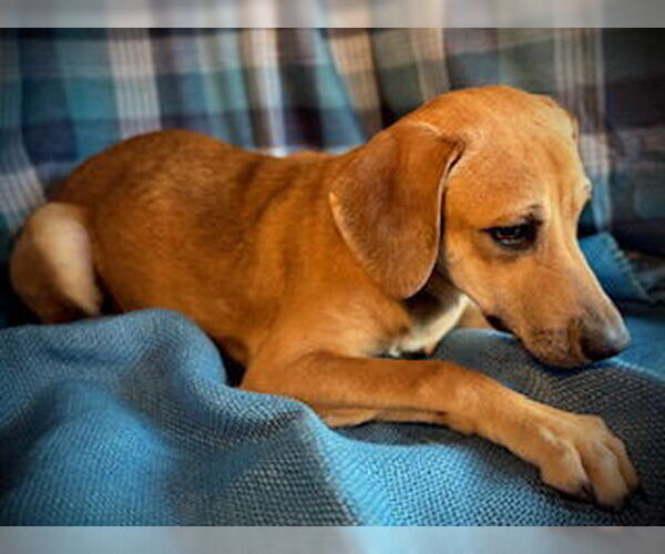 Medium Photo #2 Cheagle Puppy For Sale in Pleasanton, TX, USA