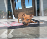 Small #2 Labrador Retriever Mix