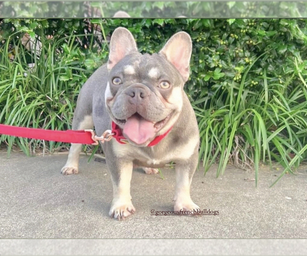 Full screen Photo #1 French Bulldog Puppy For Sale in CARVER, OR, USA