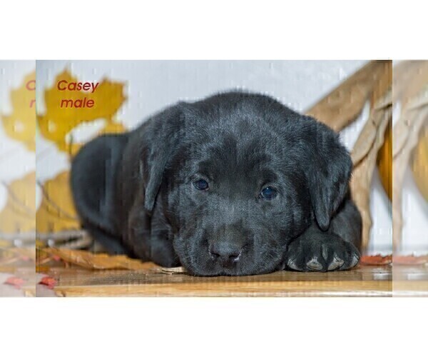 Medium Photo #3 Labrador Retriever Puppy For Sale in CLARE, MI, USA