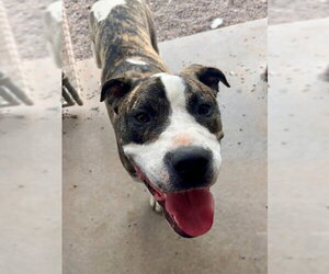 Labrador Retriever-Unknown Mix Dogs for adoption in Webster, WI, USA