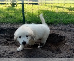 Great Pyrenees Puppy for sale in PERRY, FL, USA