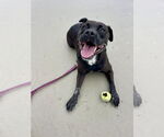 Small #7 Rottweiler-American Pit Bull Terrier