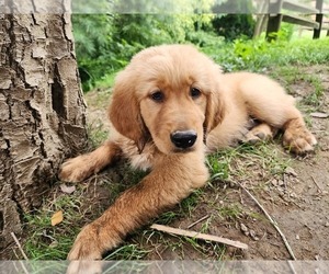 Golden Retriever Puppy for sale in WILLIAMSON, WV, USA