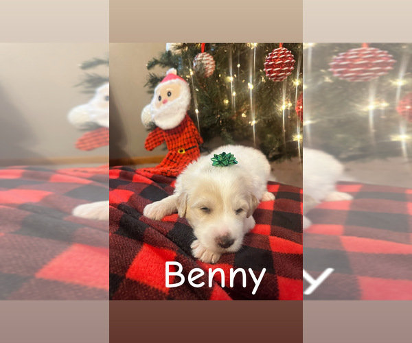 Medium Photo #12 Pyredoodle Puppy For Sale in MINSTER, OH, USA