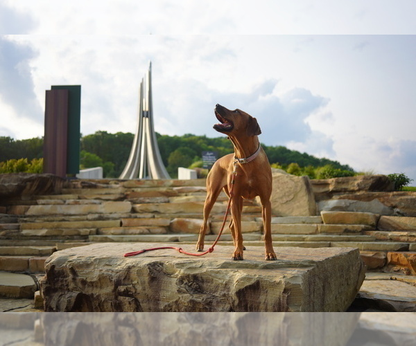 Medium Photo #28 Rhodesian Ridgeback Puppy For Sale in ONEIDA, TN, USA