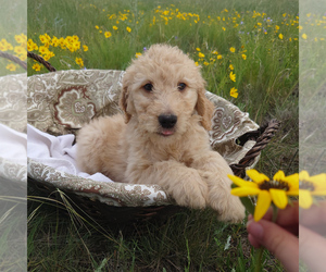 Goldendoodle Puppy for sale in PEYTON, CO, USA