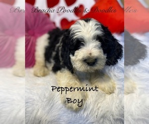 Golden Mountain Doodle  Puppy for sale in SAINT CLOUD, MN, USA