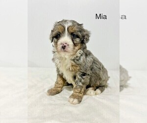 Miniature Australian Shepherd Puppy for sale in SUGARCREEK, OH, USA