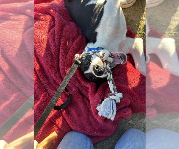 Medium Photo #4 Labrador Retriever-Unknown Mix Puppy For Sale in Boston, MA, USA