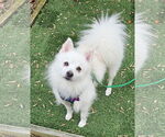 Small #1 American Eskimo Dog