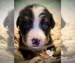 Small Photo #1 Bernese Mountain Dog Puppy For Sale in CLINTON, MO, USA