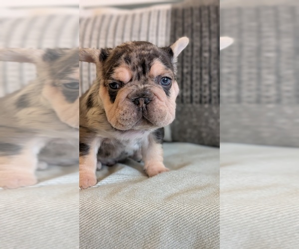 Medium Photo #29 French Bulldog Puppy For Sale in GOSHEN, IN, USA