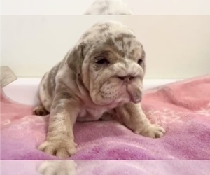 English Bulldog Puppy for Sale in ATHERTON, California USA