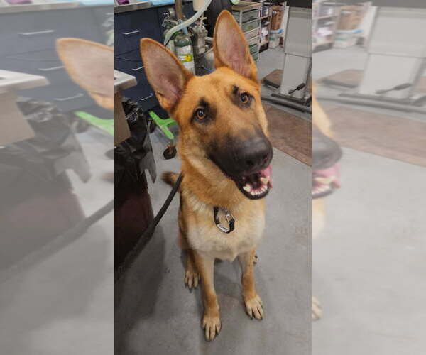 Medium Photo #2 German Shepherd Dog Puppy For Sale in San Leon, TX, USA
