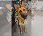 Small #1 German Shepherd Dog