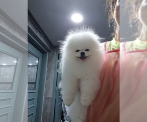 Pomeranian Dog for Adoption in Yong-dong, North Chungcheong Korea, South