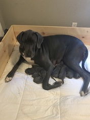 Mother of the Great Dane puppies born on 03/14/2018