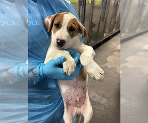 Mutt Dogs for adoption in Bakersfield, CA, USA