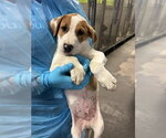 *MANNY - Male Mutt Dog for Adoption - Small photo