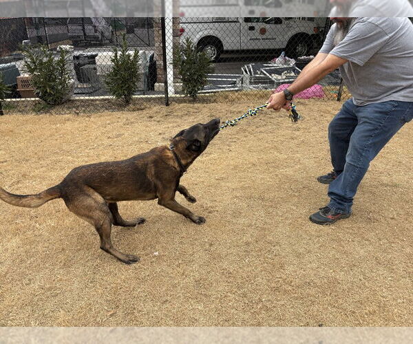 Medium Photo #3 Mutt Puppy For Sale in Imlay City, MI, USA