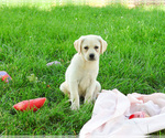 Small #9 Labrador Retriever