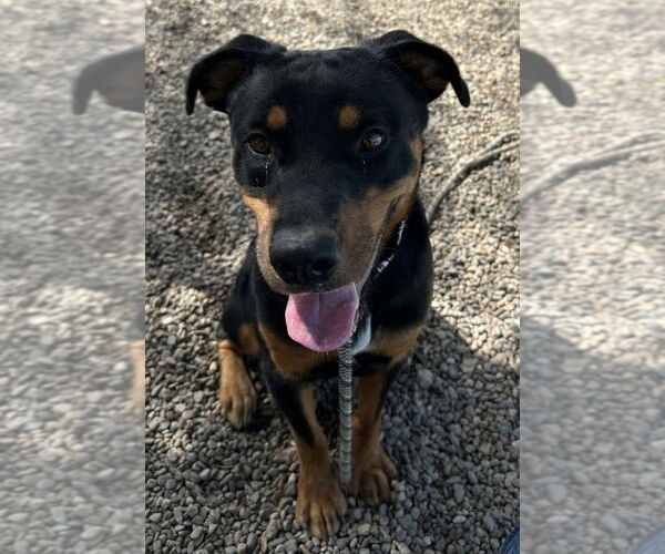 Medium Photo #6 Rottweiler Puppy For Sale in Gilbert, AZ, USA