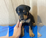 Small Photo #2 Doberman Pinscher Puppy For Sale in SAN DIEGO, CA, USA