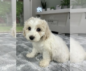 Maltipoo Puppy for sale in INDIANAPOLIS, IN, USA